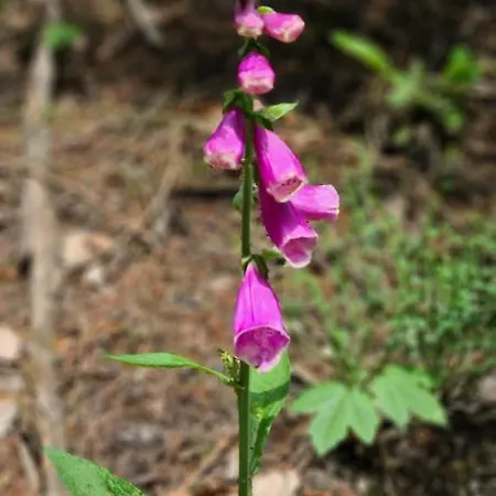 Vakantiehuisje Winterberg