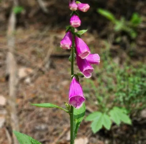 温特贝格度假屋