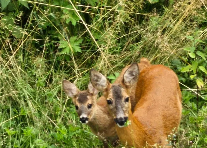 温特贝格度假屋 * 温特贝格